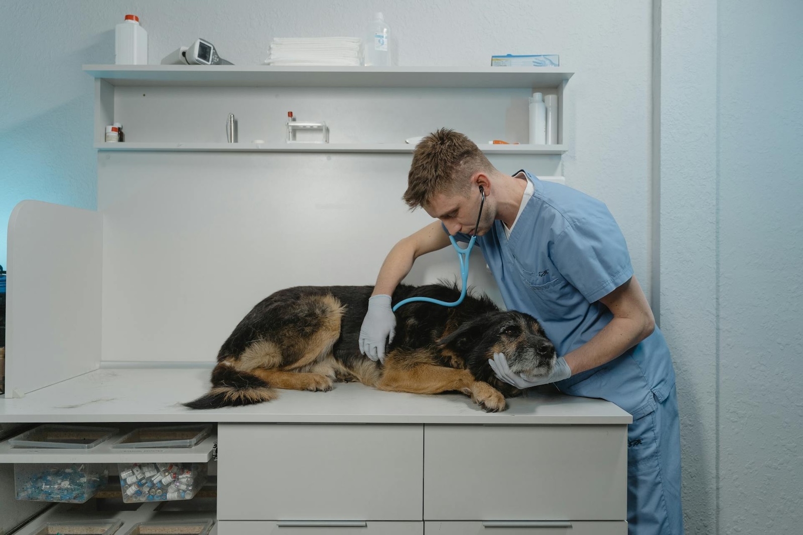 vet checking a sick dog